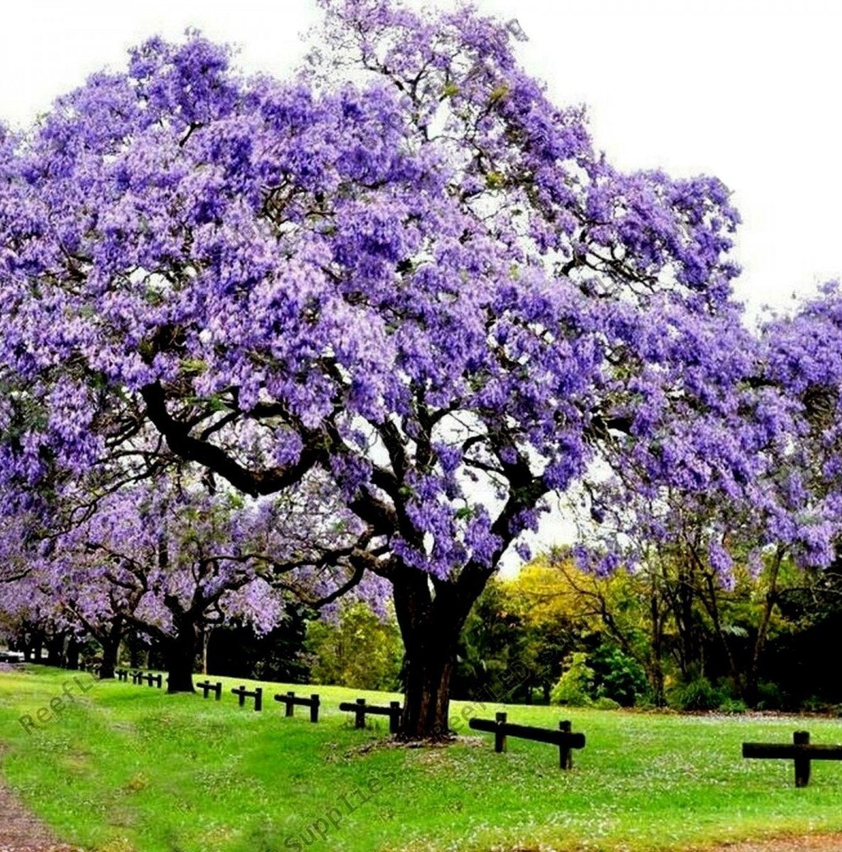 100Pcs Royal Empress Tree Seeds (Paulownia tomentosa), Flower Seeds