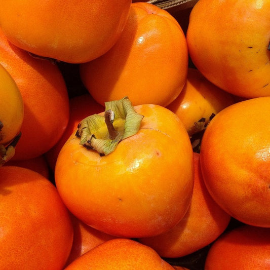 Japanese Persimmon Seeds, 20 Seeds, (Diospyros virginiana)