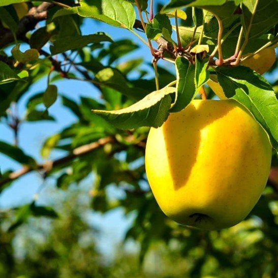 50Pcs Golden Delicious Apple Seeds Passion For Plantation