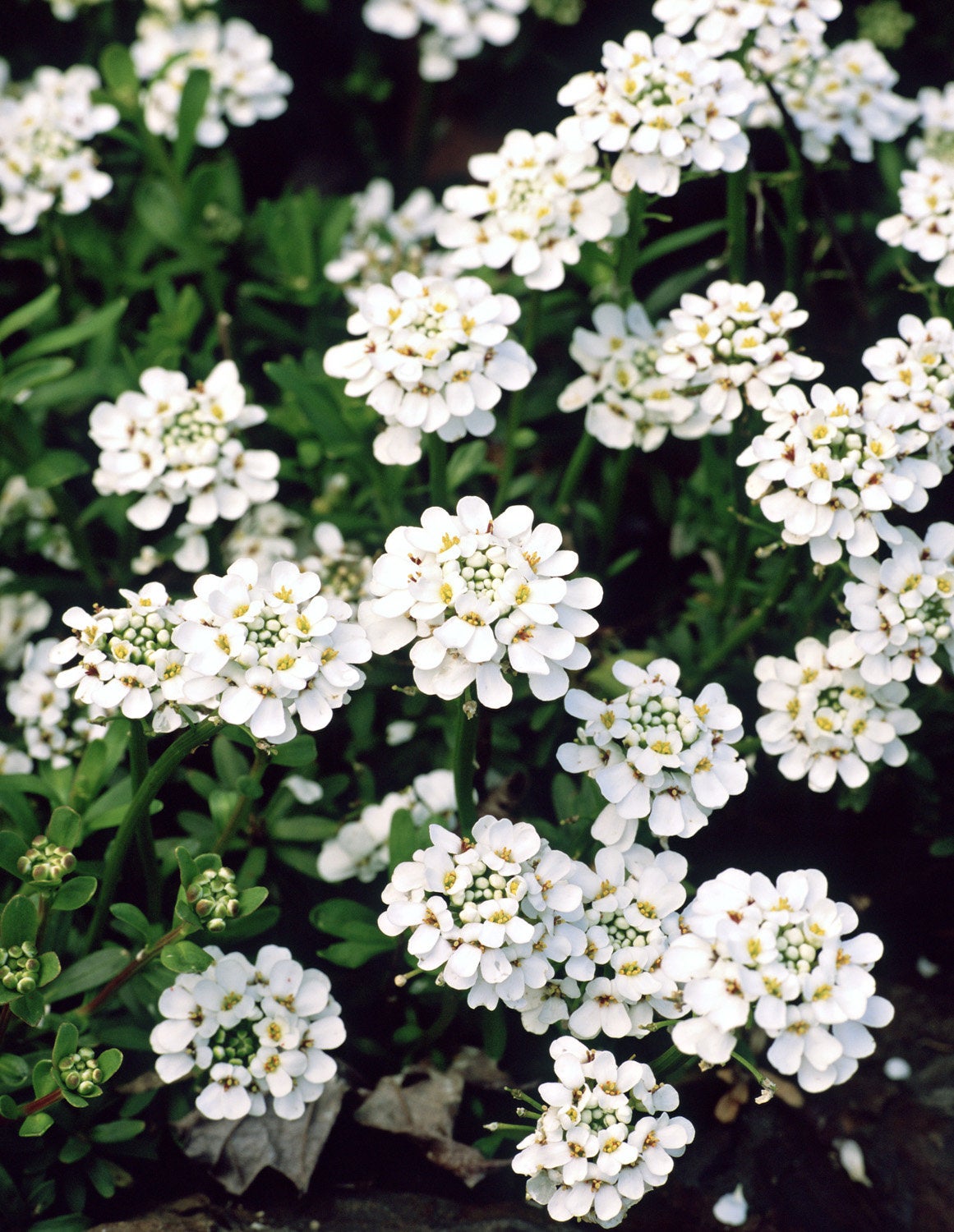 100Pcs Bee Flower, Evergreen candytuft, Iberis sempervirens, Flower Seeds,