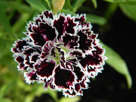 100Pcs Black Velvet Carnation Flower Seeds, Black Flower