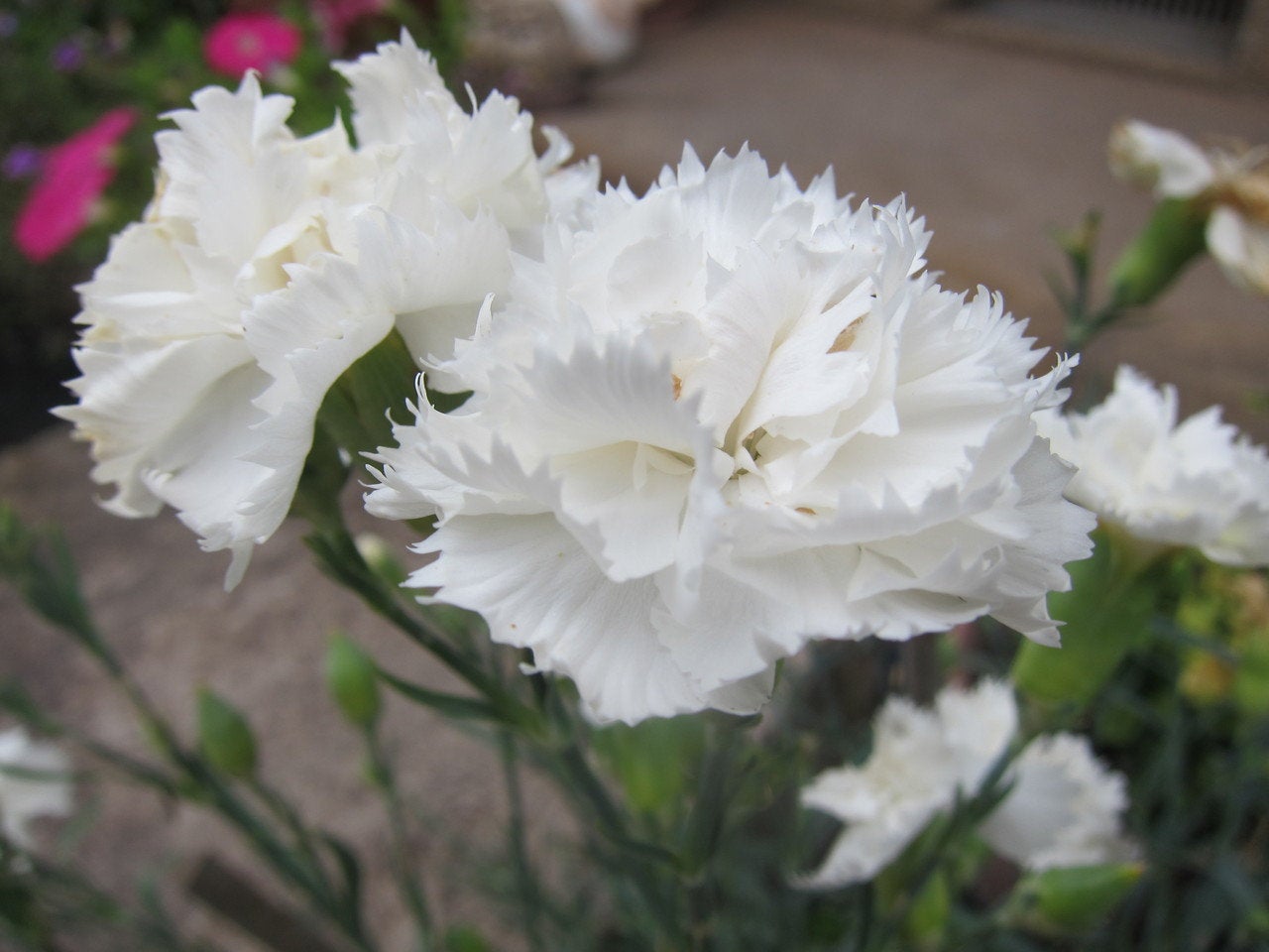 100Pcs White Carnation Flower Seeds, White Flower