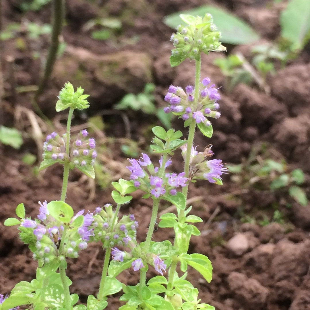 Mentha pulegium Plant Seeds