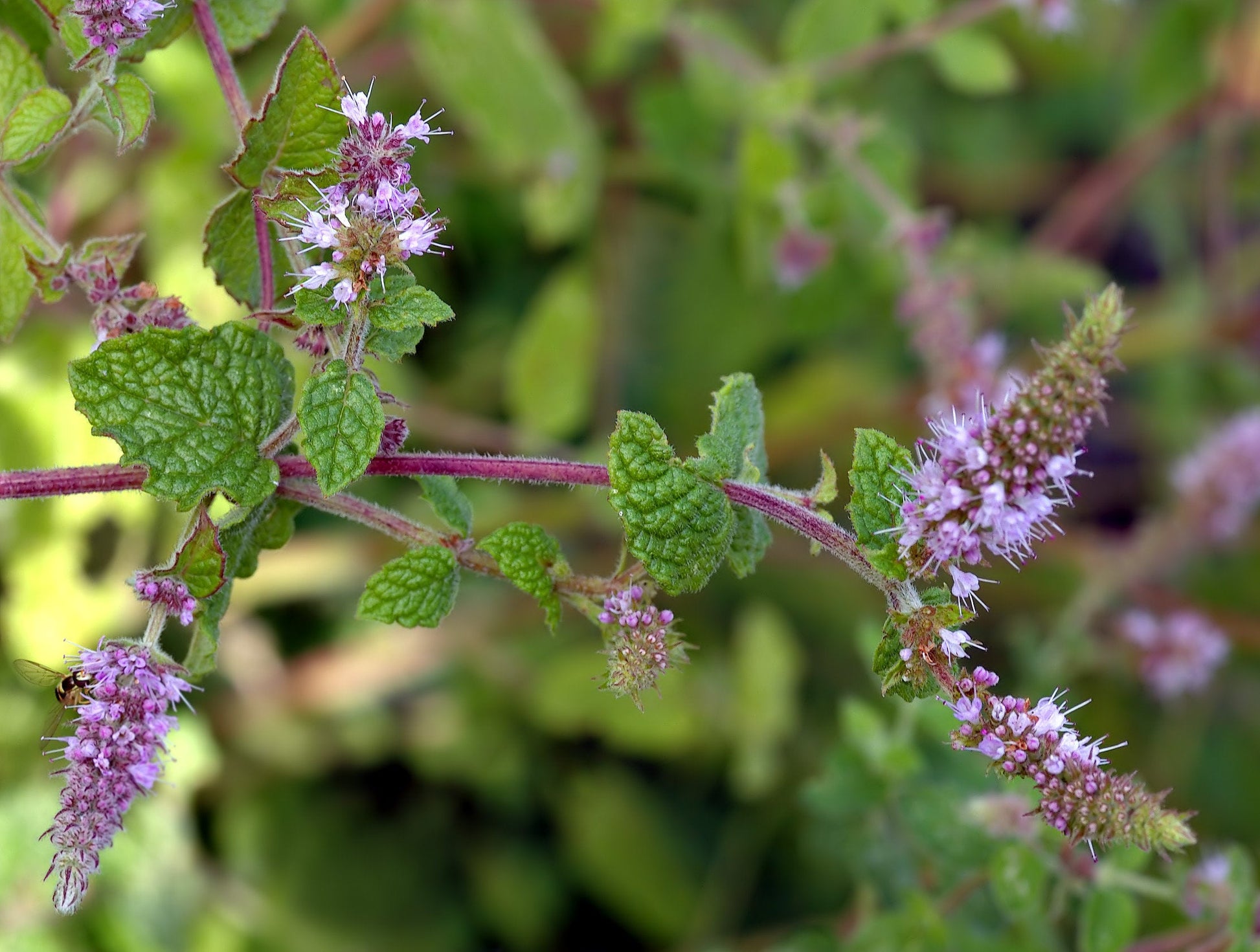 Mint Plant Seeds