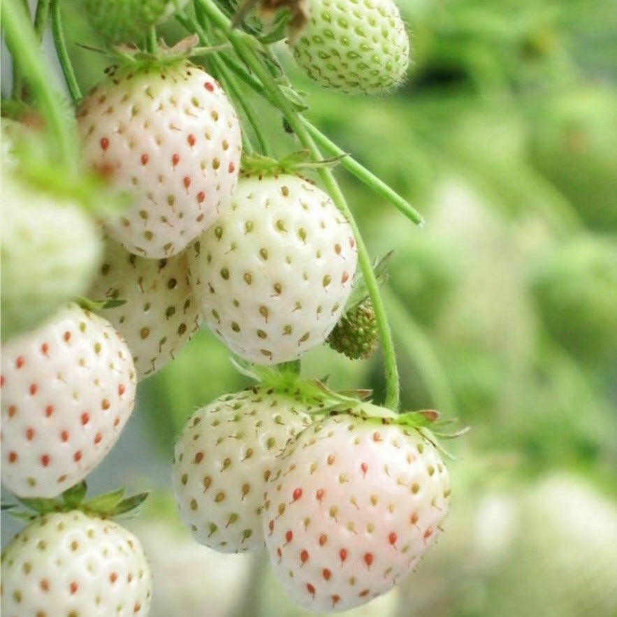 High Grade White Snow Alpine Strawberry Seeds