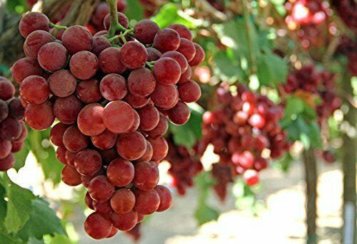 5Pcs Rare Ruby Roman Grapes Stratified Seeds