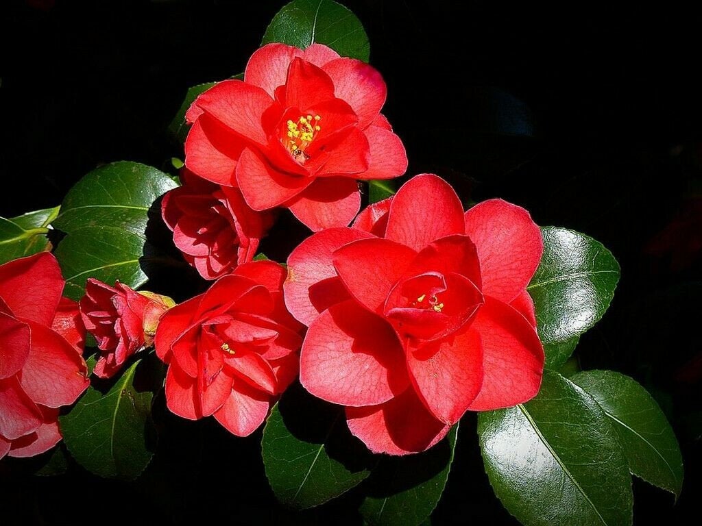 Camellia japonica (Japanese Camellia), Japanese Flower Seeds