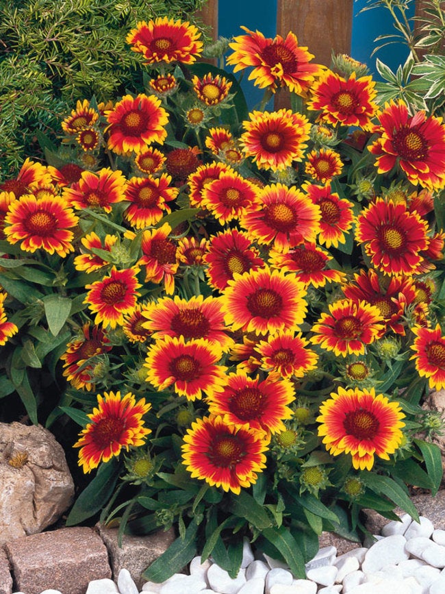 20Pcs Gaillardia Flower Seeds