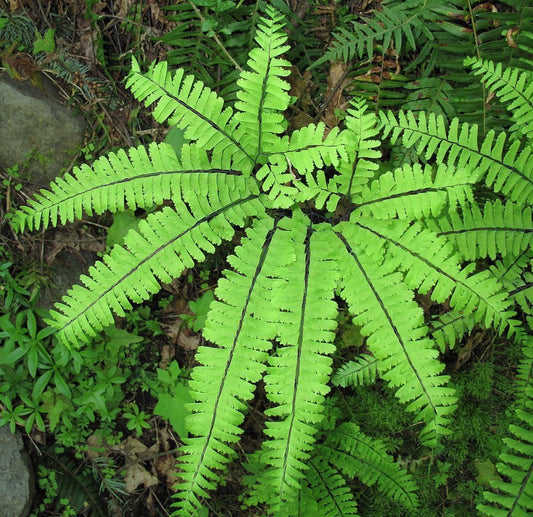 20Pcs Maidenhair Fern (Adiantum pedatum) Seeds