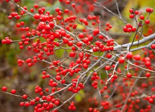 20Pcs Winterberry Seeds