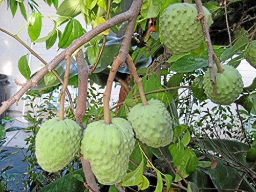 50Pcs Cherimoya Plant Seeds