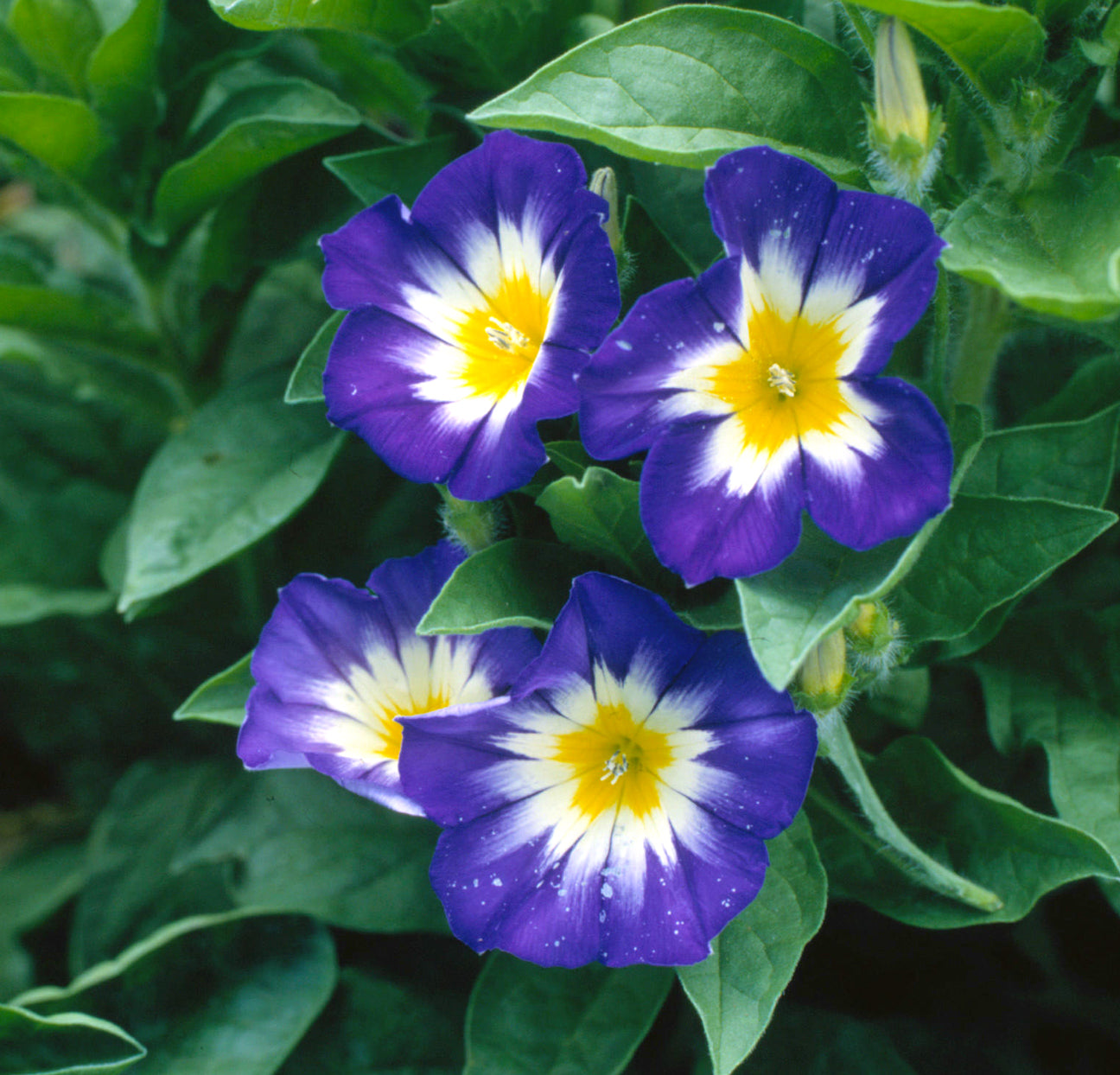 30Pcs Mix Color Morning Glory Flower Seeds