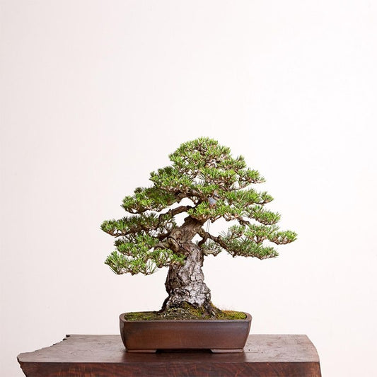 Japanese Black Pine Bonsai Seeds