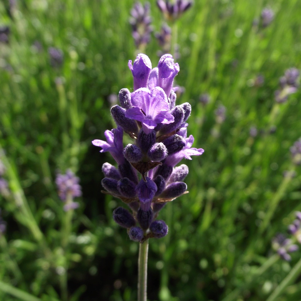 200 Seeds Lavender Flower (Lavandula Angustifolia)