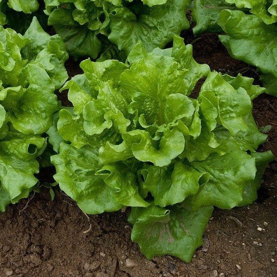 100Pcs Organic Lettuce Seeds