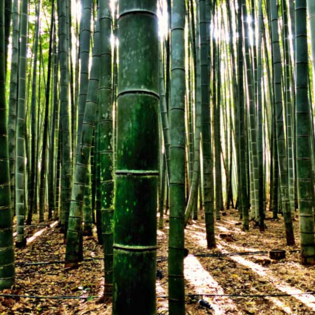 Bamboo Seeds