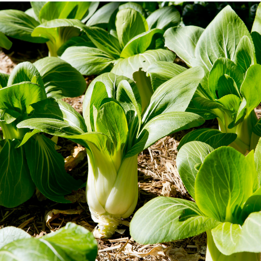 20Pcs Organic Bak Choy Seeds