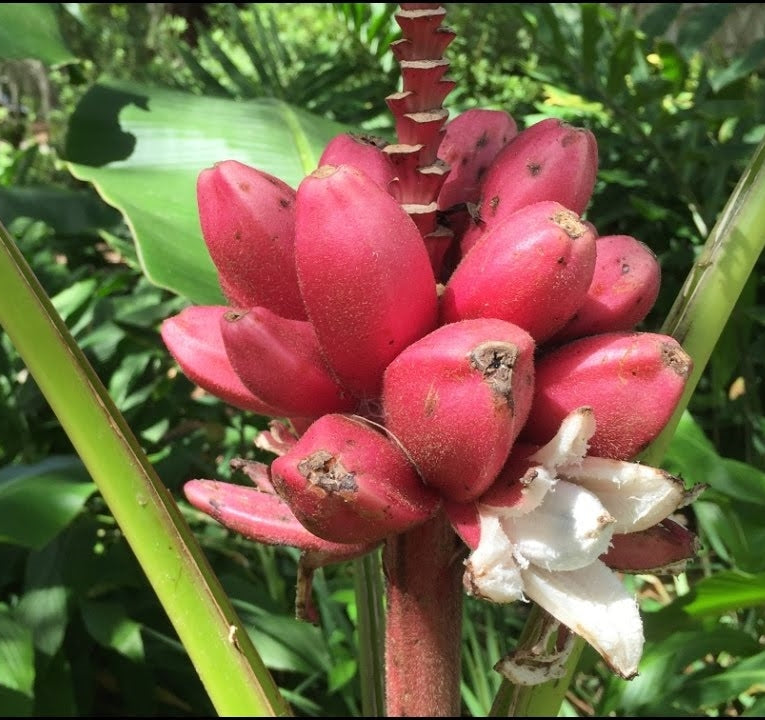 30Pcs Big Hainan Pink Banana Plant Seeds