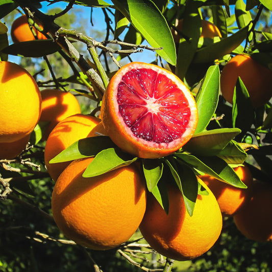 20Pcs Blood Orange Seeds, Fruit Seeds