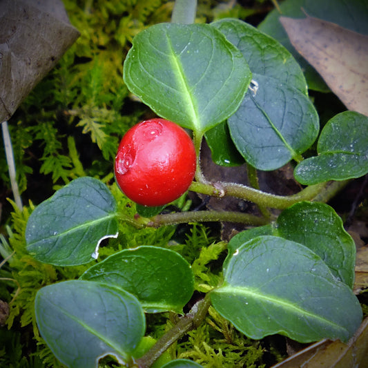 20Pcs Wintergreen (Gaultheria procumbens) Flower Seeds