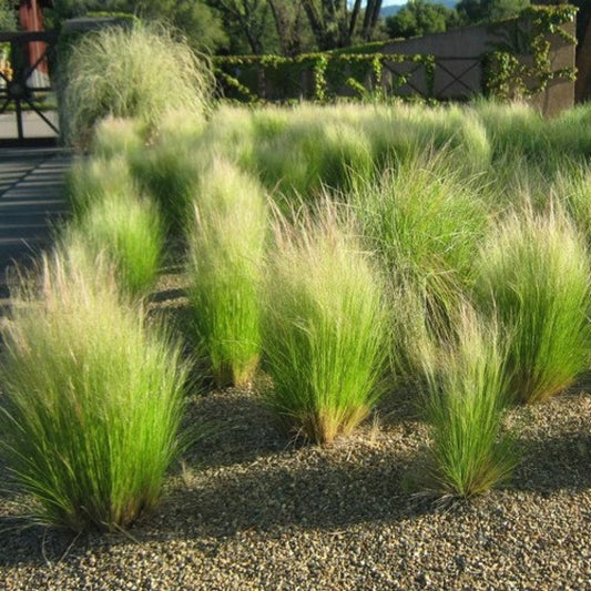 Mexican Feather Grass Seeds (Stipa tenuissima)