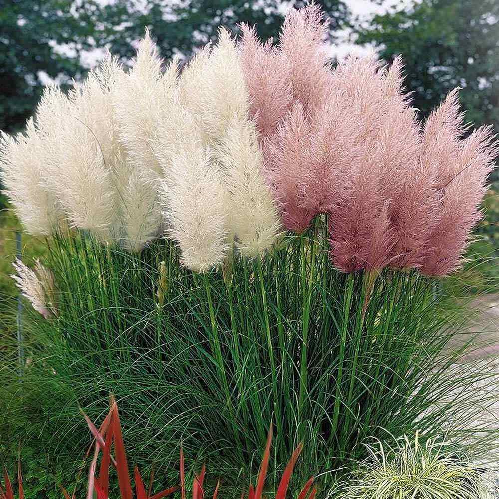 Multi Color Pampas Grass Seeds (Cortaderia selloana)