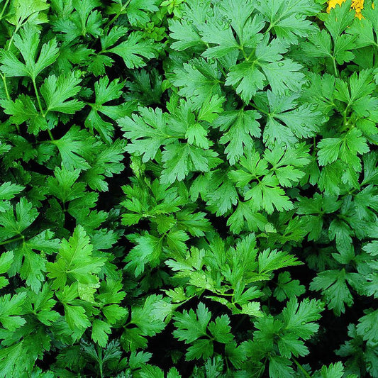 100Pcs Parsley Seeds