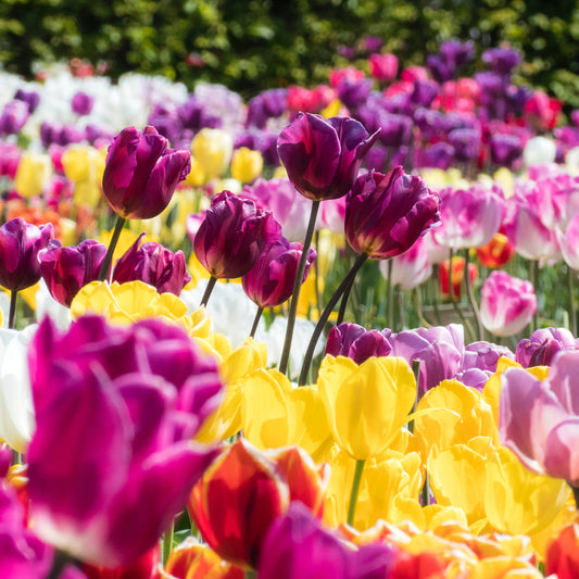 50Pcs Mixed Color Tulip Seeds