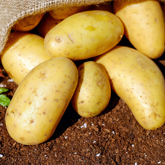 Potato Vegetable Seeds