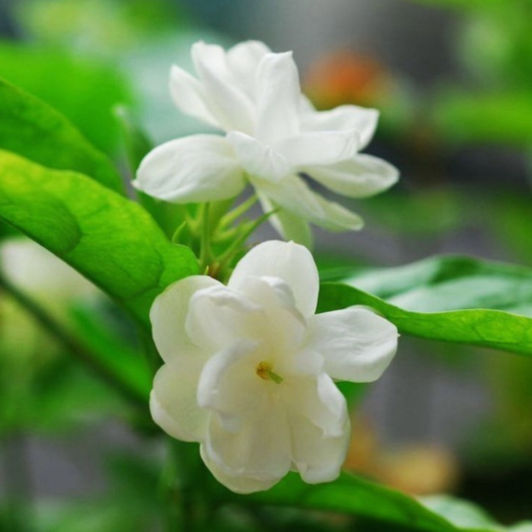 50pcs White Arabian Jasmine Seeds