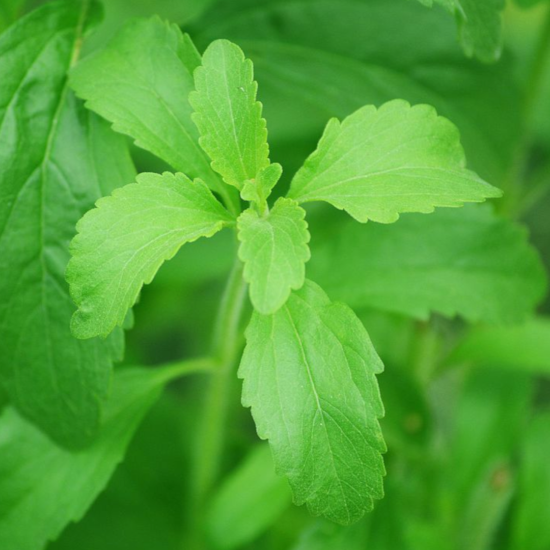 100Pcs Stevia Herb Seeds (Rebaudiana Semillas)