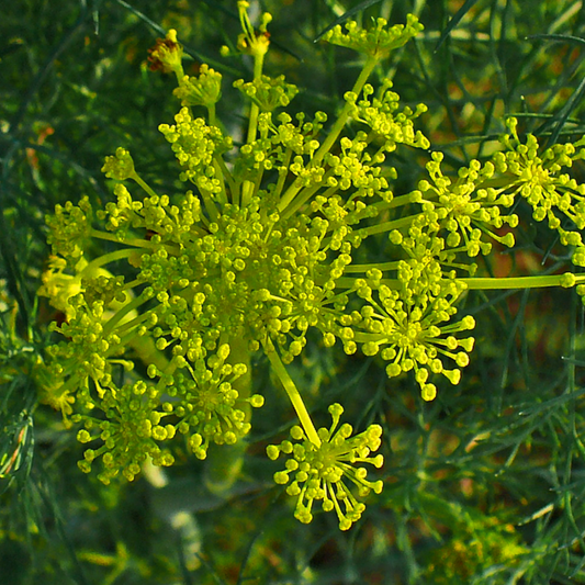 100pcs Fennel Dill Seeds