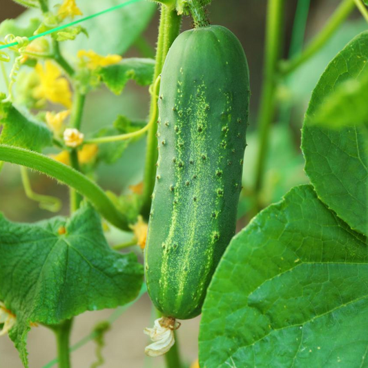 20Pcs Cucumber Seeds