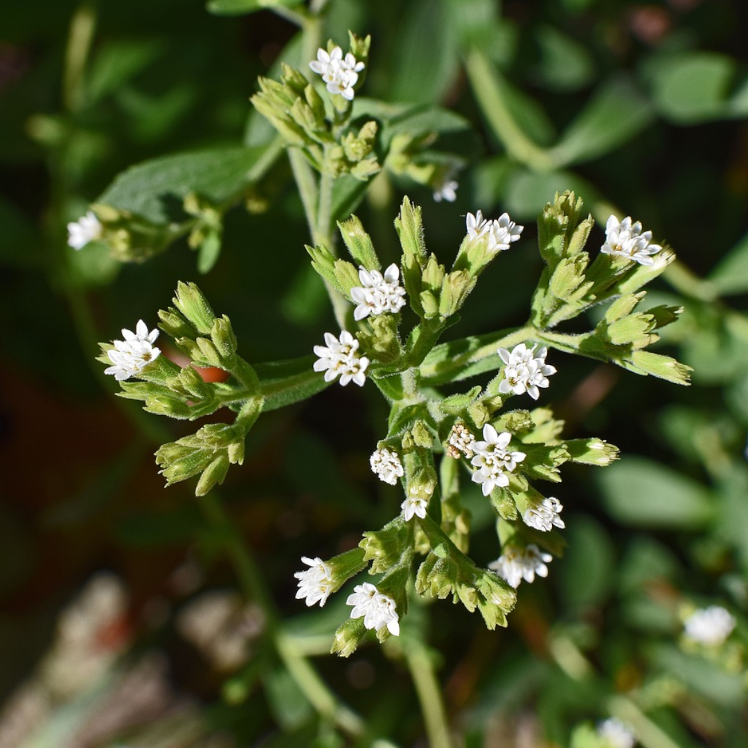 100Pcs Stevia Herb Seeds (Rebaudiana Semillas)