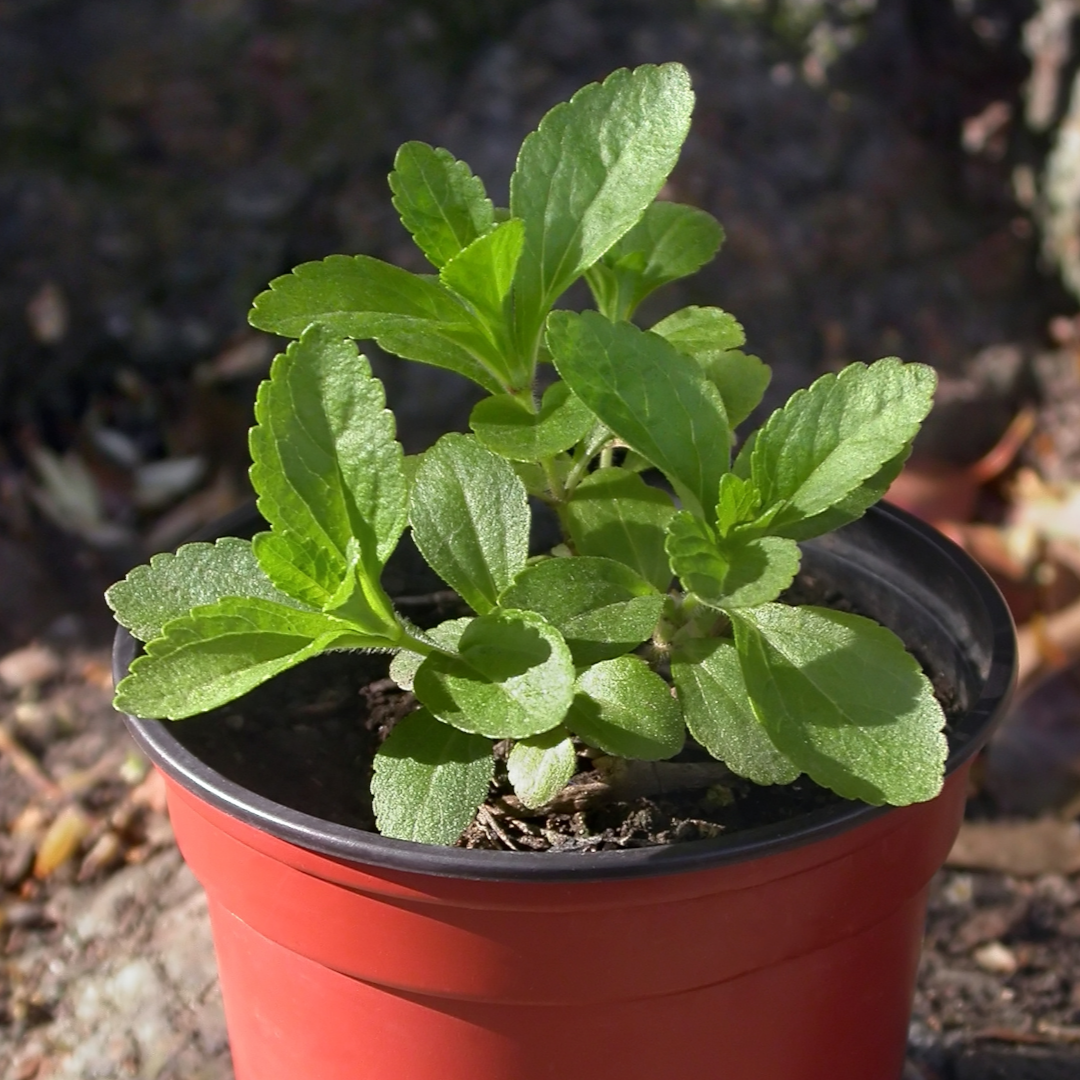 Stevia Herb Seeds 