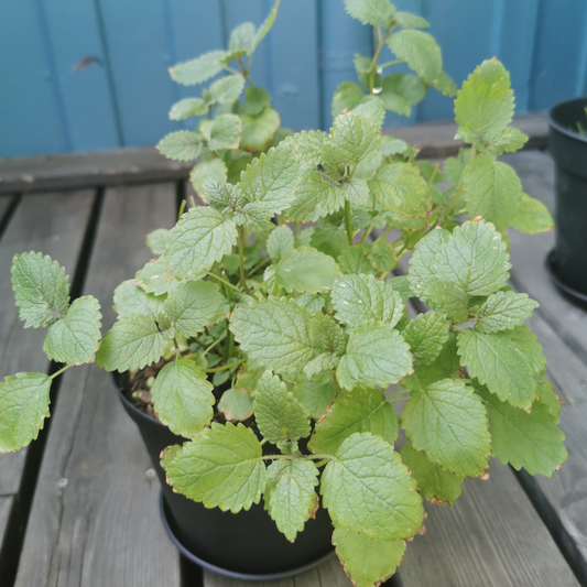 100pcs Lemon Balm Seeds (Mentha Citrata)