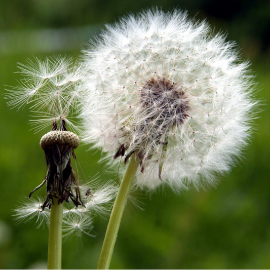 50Pcs Taraxacum Dandelion Plant Seeds