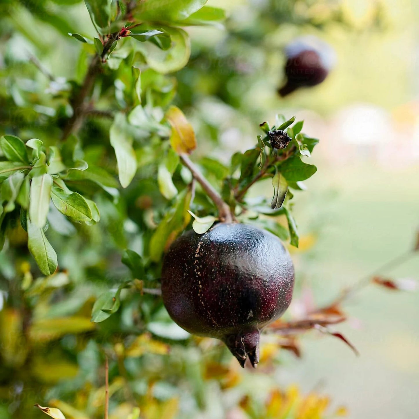 Black Pomegranate Seeds