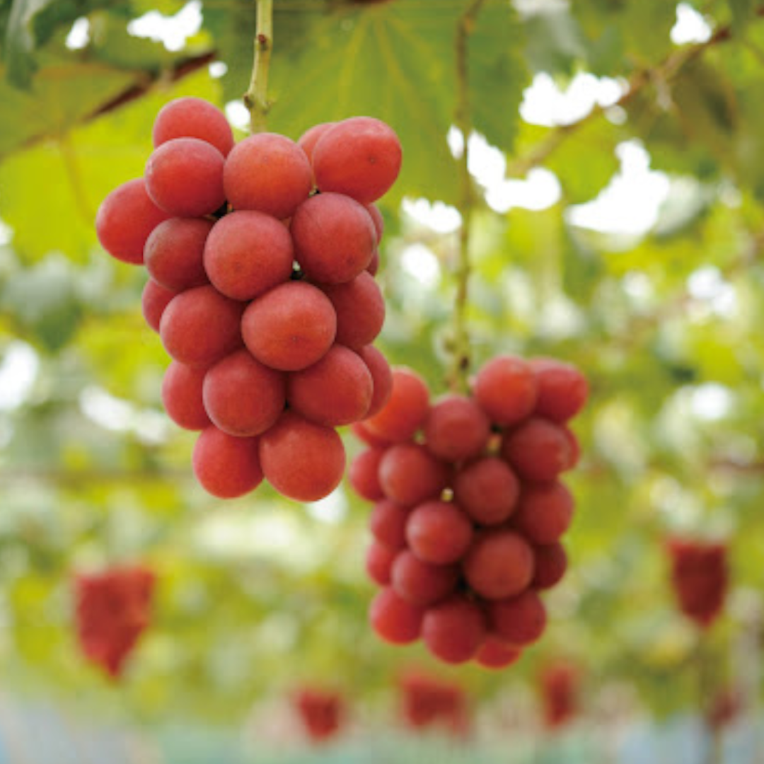 5Pcs Rare Ruby Roman Grapes Stratified Seeds