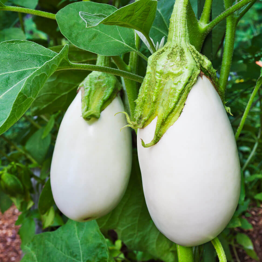 100Pcs Organic White Eggplant Seeds