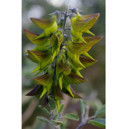 Crotalaria cunninghamii - Hummingbird plant