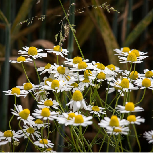 German Chamomile Seeds