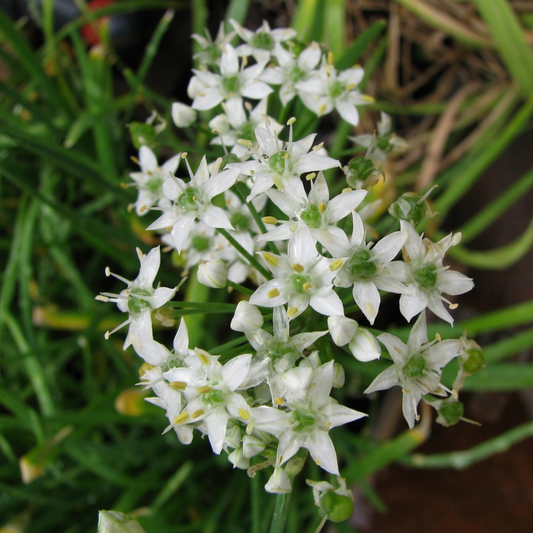100Pcs Allium Tuberosum Garlic Chives Seeds