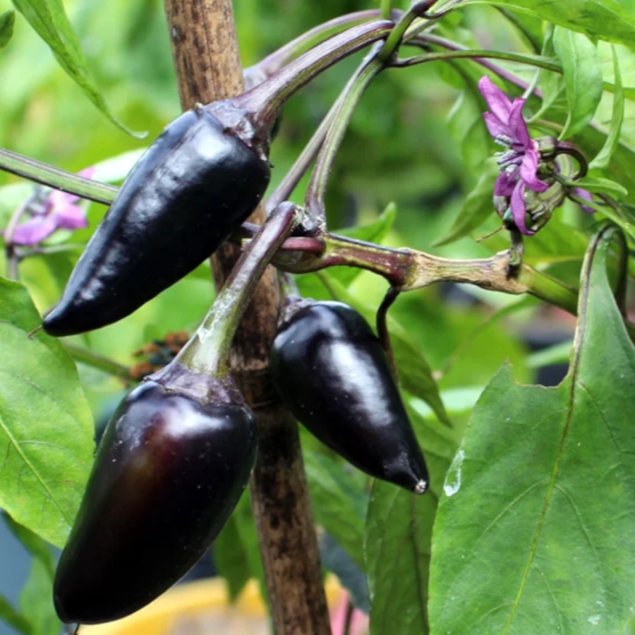 100Pcs Black Hungarian Chili Seeds