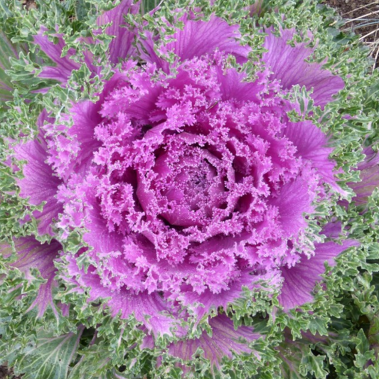 100Pcs Organic Purple Kale Plant Seeds