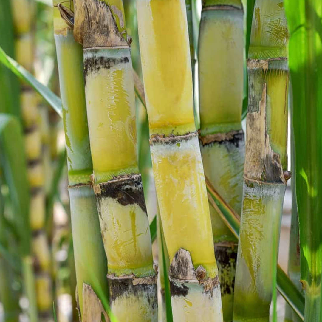 100Pcs Sugarcane Seeds, Easy Growing Edible Plant
