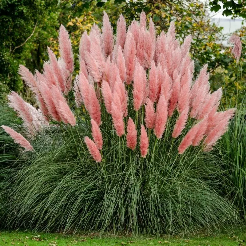 Multi Color Pampas Grass Seeds (Cortaderia selloana)