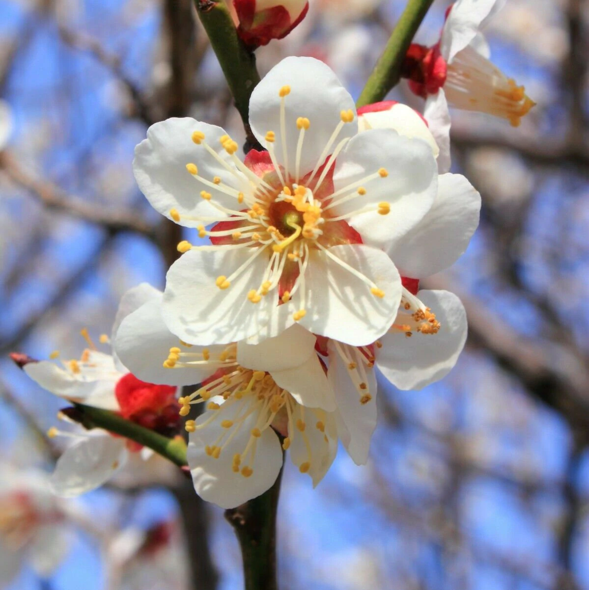 Japanese Plum Blossom / Ume Flower Seeds – Passion For Plantation