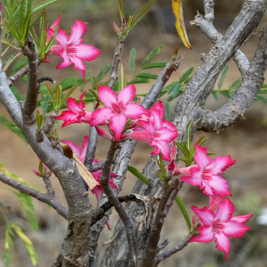 5Pc Desert Rose Plant Seed