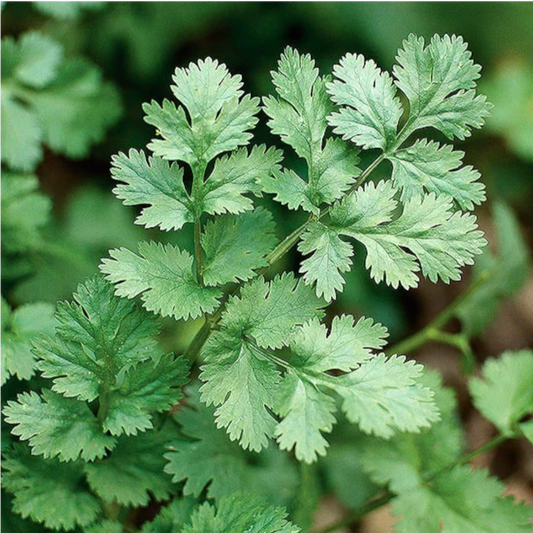 Coriander Seeds